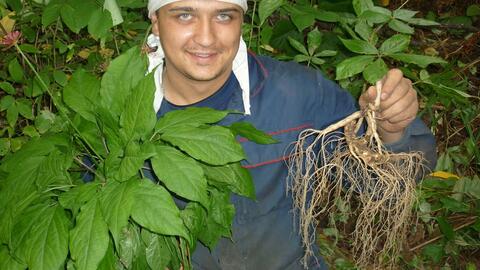 长白山人参 地理标志产品与15秒西洋参的科学解读