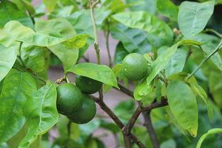 西洋参 从花园到经济的绿色宝藏