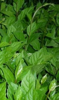 探索黑龙江铁力相杰参药山 枸杞苗与黑参的特色产品