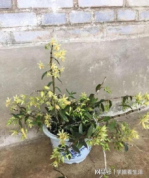 阳台绿植新风尚 自种人参灵芝石斛与西洋参，养生健康触手可及