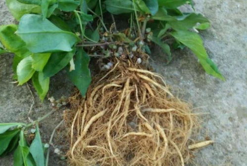 四叶参 市场价值高昂，农民种植意愿为何低迷？