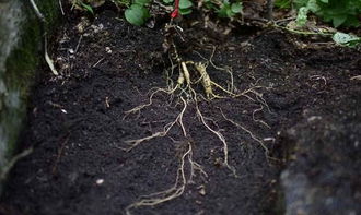 种植人参，做好这五步，可保证高产优质黑参产品