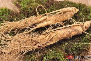 鲜西洋参的基本知识与贮藏技巧