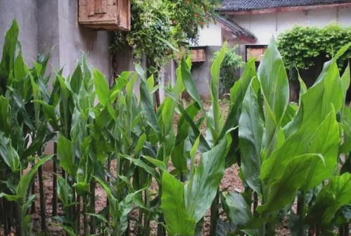 田间珍宝 地上酷似生姜、营养堪比人参的野生野菜