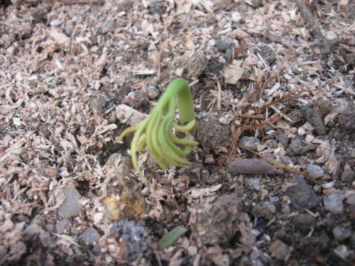 人参种植方法及注意事项