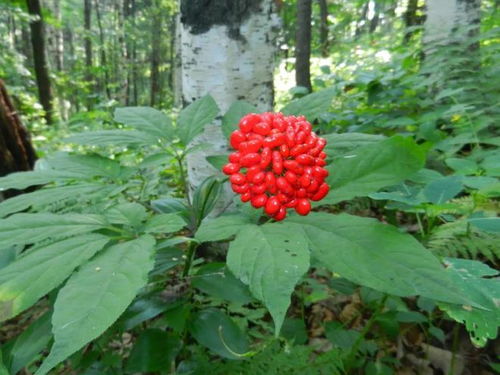 通化人参产业上半年综合产值突破200亿元，西洋参成重要增长点