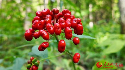 行进中国·数字赋能提质效 电子围栏守护下的黑参产业新篇章