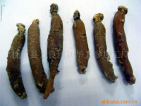 深耕沃土，匠心培育——探索人参种植的绿色未来