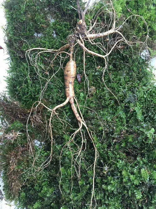 从“永失我爱”到生命之根 癌症阴影下的人参种植与健康反思