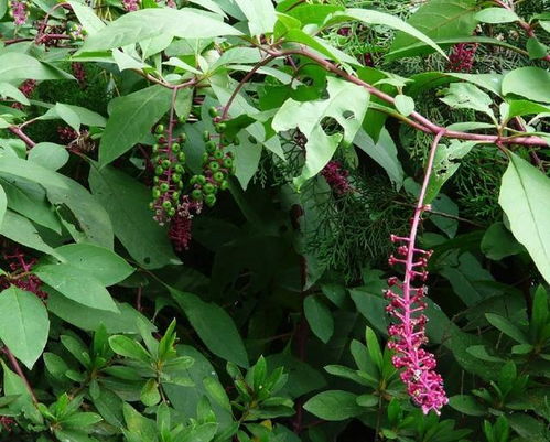 西洋参 从田间“入侵者”到养生“稀罕货”的逆袭之路