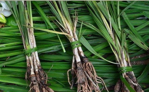 农家宝药 婆罗门参，媲美西洋参的养生佳品