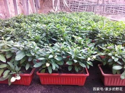 人参果盆栽种植指南与养护要点